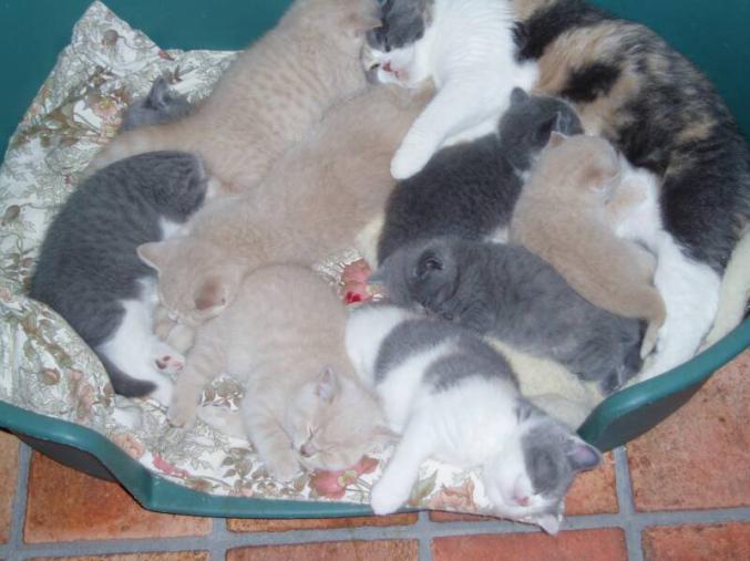 Chatons D'apparence British Shorthair