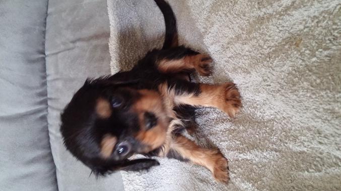 Type cavaliers king Charles noir et feu