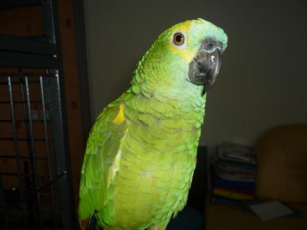 Perroquet Amazone