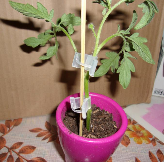 Clip pince pour greffe poivron et autre legumes + graine