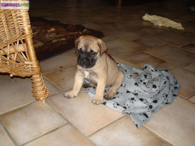 Bullmastiff