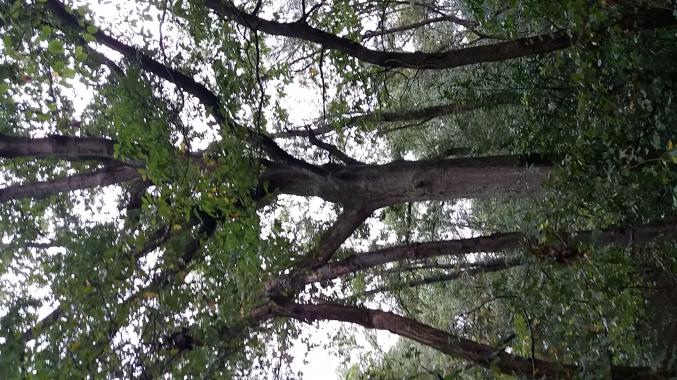 Jolies parcelles forestières