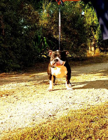 American bully pocket pour saillie