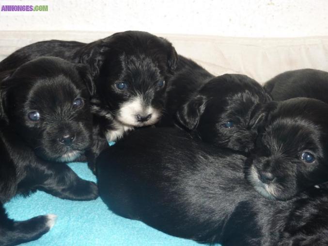 Vend type lhassa apso