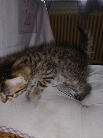 Chaton tigré 