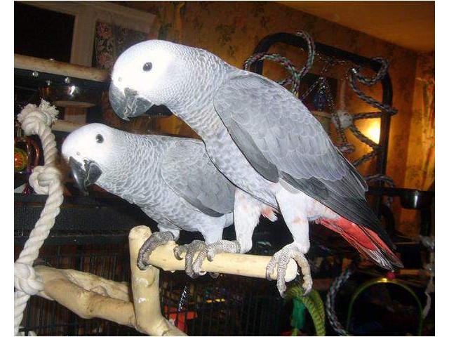  Magnifique couple de perroquet gris du Gabon