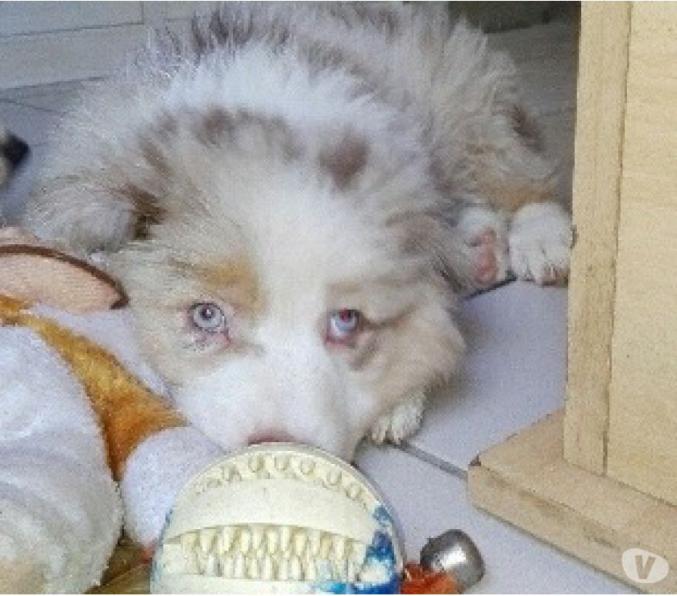 Chiots bergers australiens