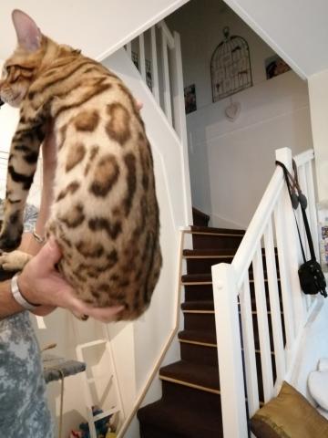 Bengal brown tabby spotted joueur communicant