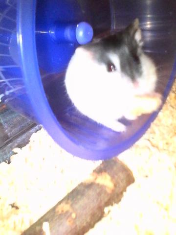 URGENT donne hamsters russes