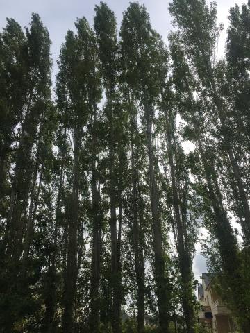 Peupliers entiers à vendre 