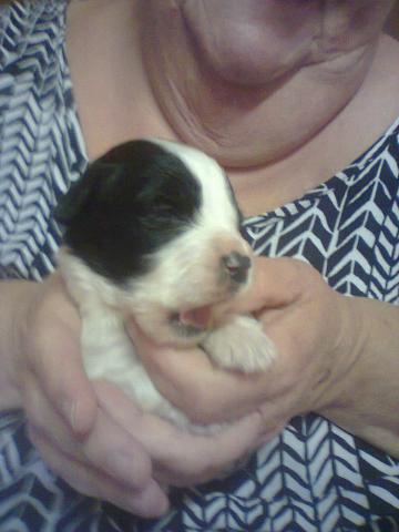 Chiot type labrador croiser st bernard 