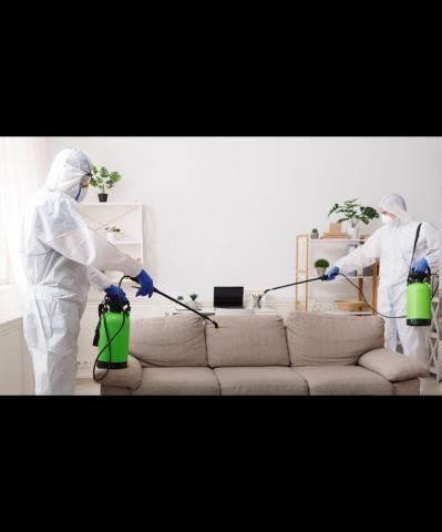 Dératisation-Punaise