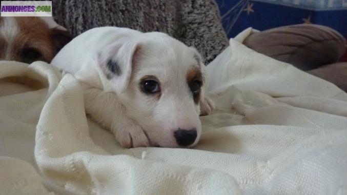 Jacks russels terriers