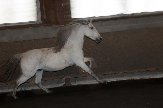 Accessoires ibérique pour équitation