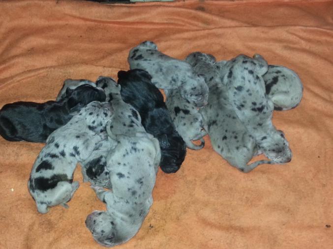 A reserver bèbè dogue allemand non loftè