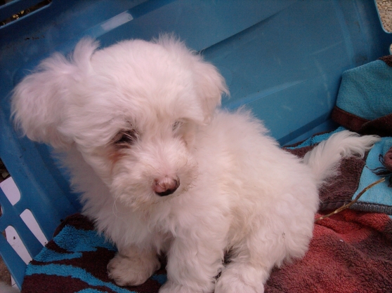 Donne 2 petites fifilles coton de tullear