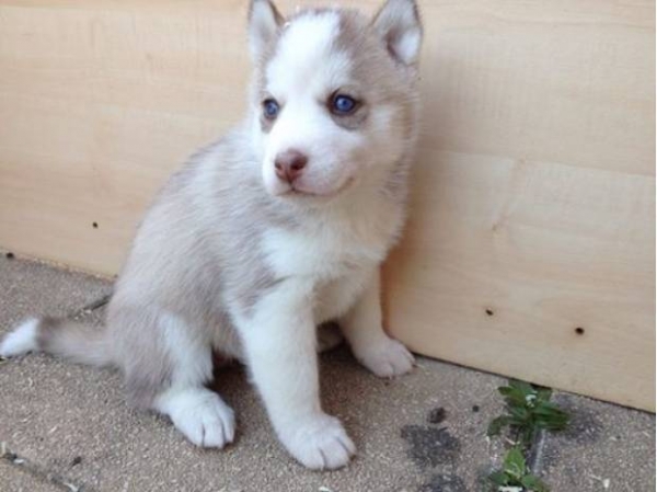 A réserver Chiots type Husky de siberien