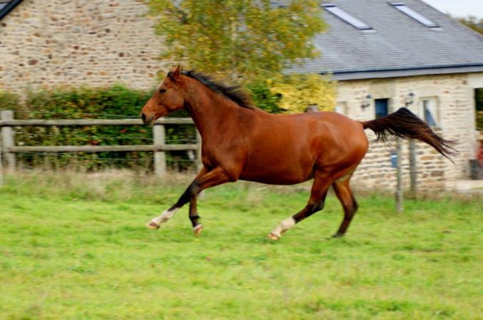 Cheval poulinière sf section A de 9 ans‏
