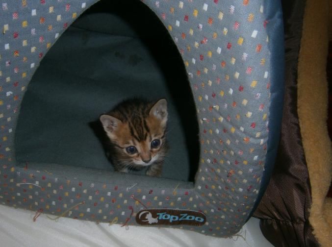 Chatons bengal males et femelle