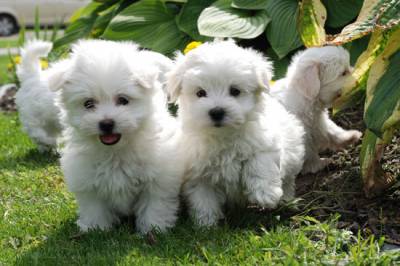 Chiots de type  bichon maltais non lof 