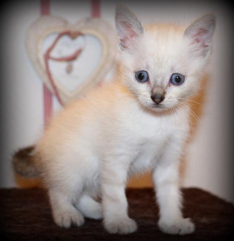 Chaton type sacré de birmanie