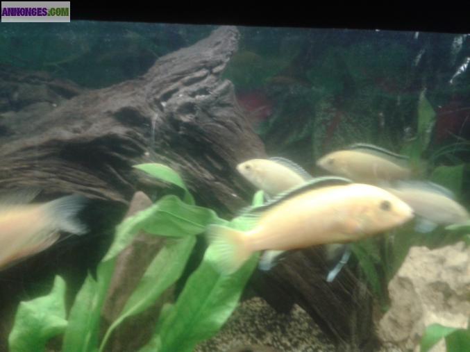 5 Labidochromis caeruleus (labido jaune)