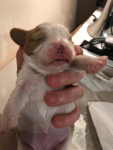 Chiot cavalier king charles lof 