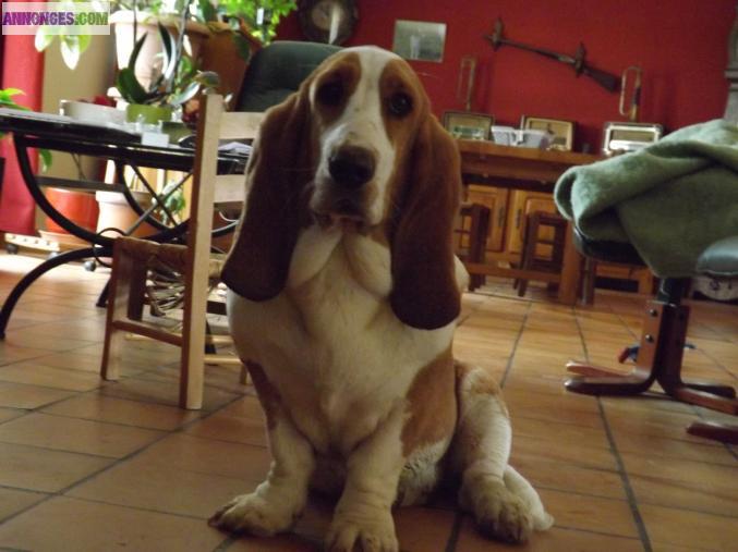 Demoiselle basset hound