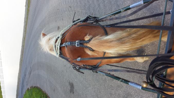 Cours d'équitation tous niveaux et nombreuses disciplines