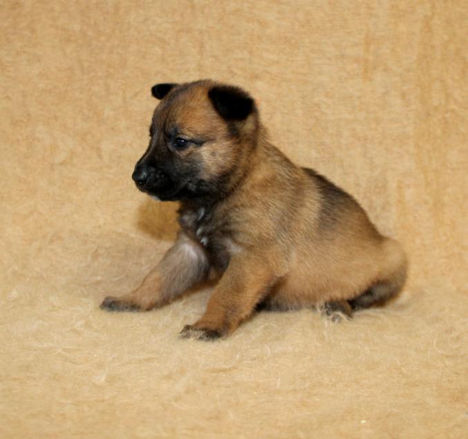 Chiots bergers malinois LOF disponibles