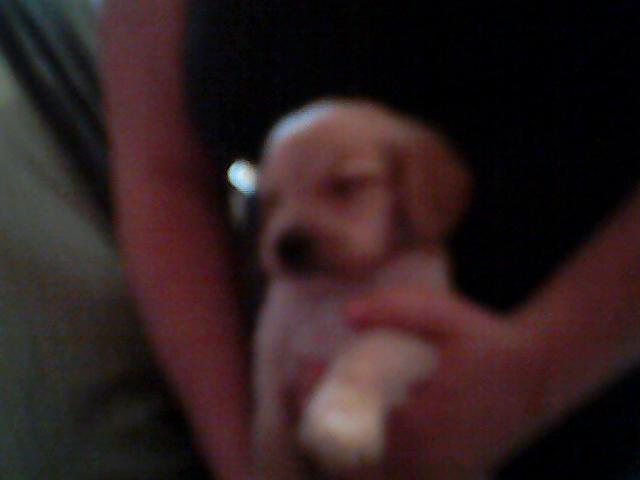 A réserve 7 chiot type cocker croiser golden