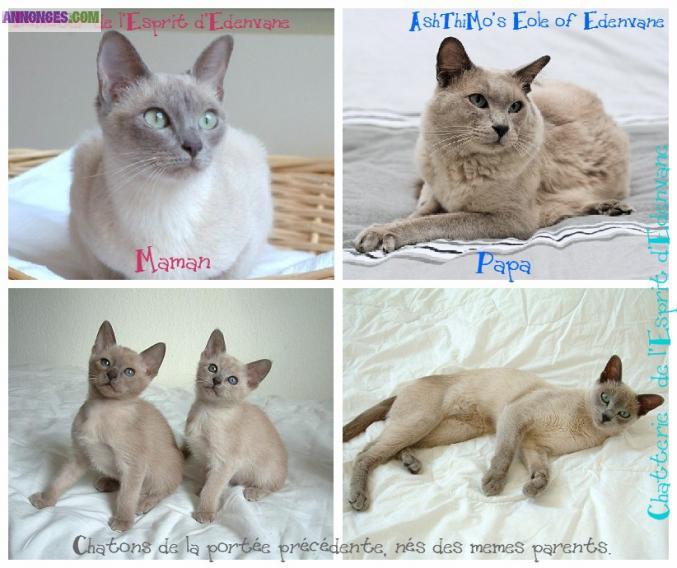 Chatons TONKINOIS LOOF