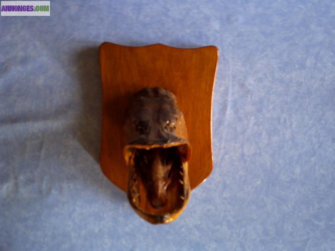 Brochets naturalisés