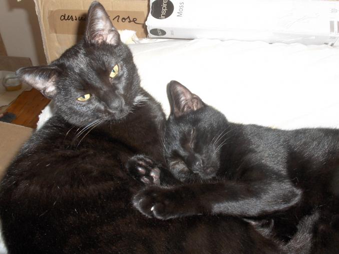 Jeunes chats à adopter