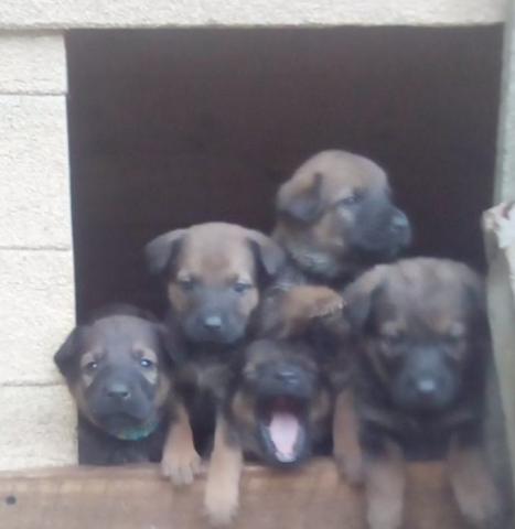 Vends chiots
