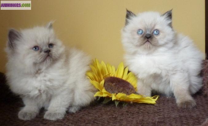 Magnifique chatons type Sacree de Birmanie