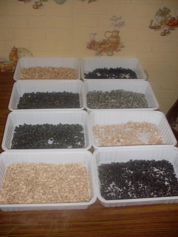 Graines de tournesol  jaune