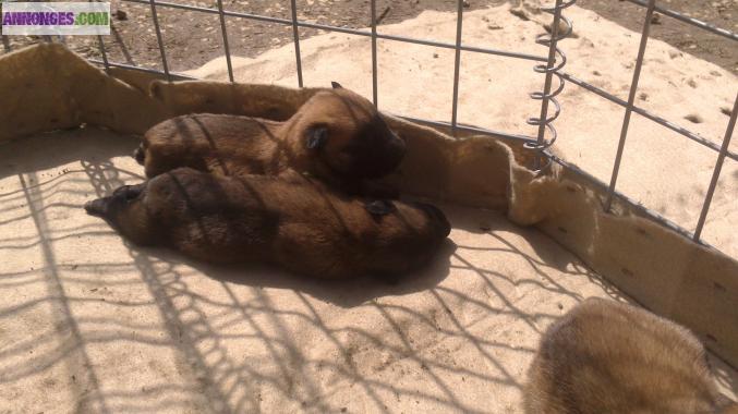Vends chiots type malinois