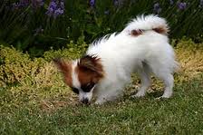 Epagneul Nain continental Papillon type non lof