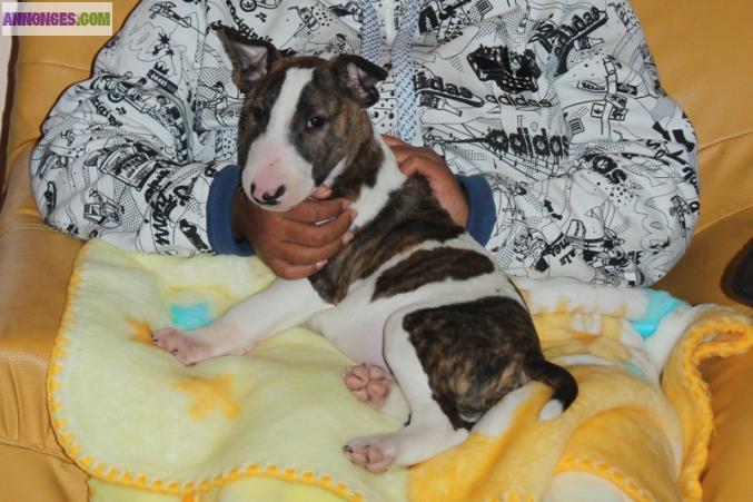 Bull Terrier LOF