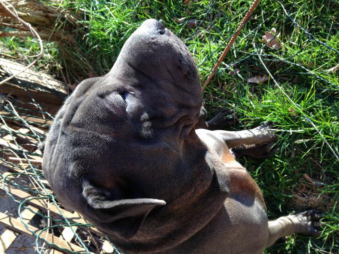 Croisée Sharpei cherche famille
