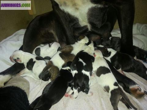 A réserver chiots American Staffordshire Terrier