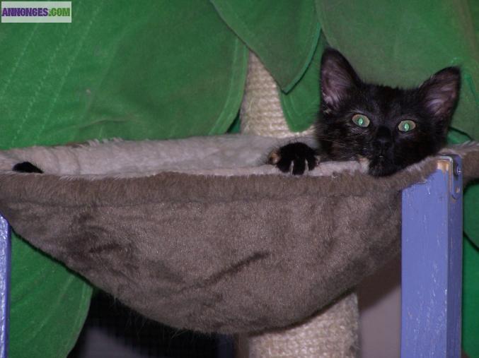 Pension pour chats tous conforts