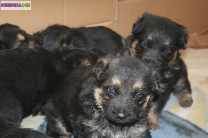 Chiots berger allemand