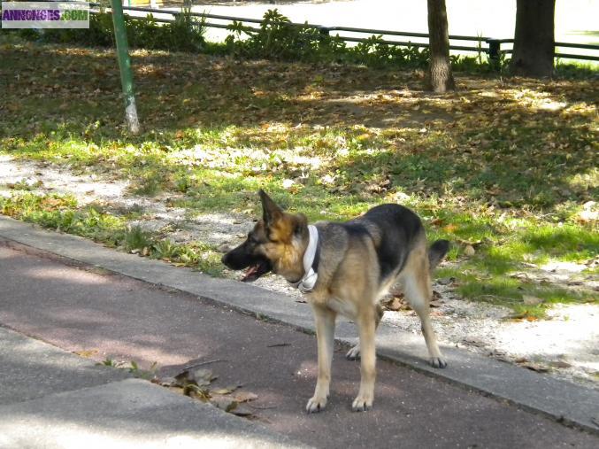 Tany, chienne à donner !