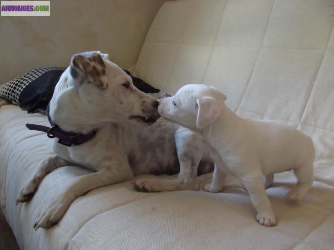 Vends chiots Jack Russell
