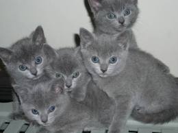 Magnifiques chatons chartreux Loof