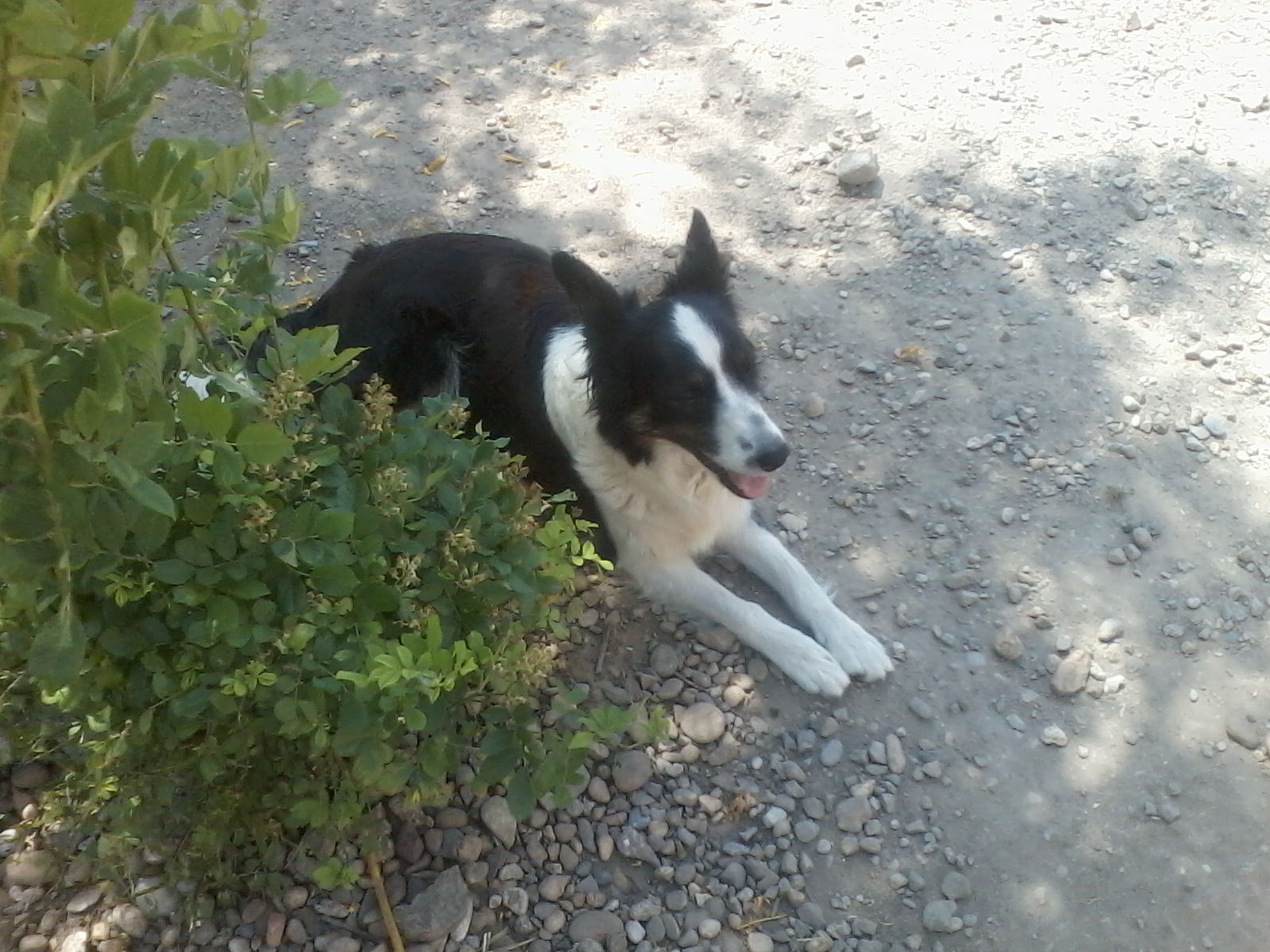 Chiots border collie