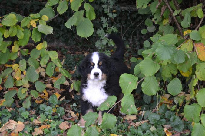 Chiot type bouvier bernois 