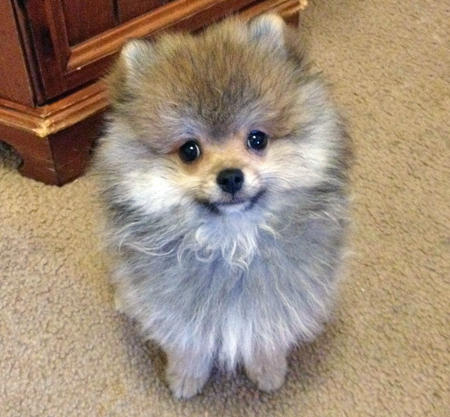 3 Superbes chiots type Spitz Nain non lof.